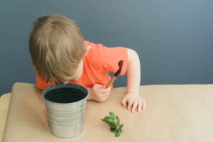child-plants-a-crassula-ovata-plant-PBLW95E child-plants-a-crassula-ovata-plant-PBLW95E
